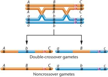 Diagram showing double crossover and noncrossover gametes
