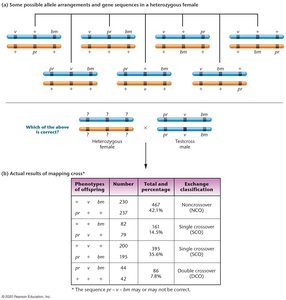 Possible allele arrangements and mapping cross results