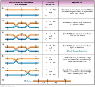 Table of possible gene orders and explanations