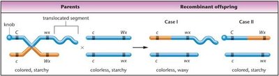 Cytological evidence for crossing over in maize
