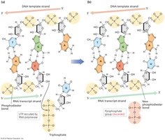Phosphodiester bond formation during RNA synthesis