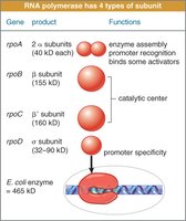 Bacterial RNA polymerase subunit structure