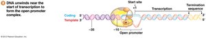 Open complex formation in prokaryotic transcription