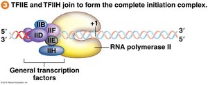RNA polymerase II bound at +1 for transcription initiation