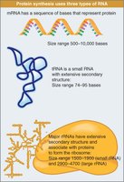Three types of RNA involved in protein synthesis