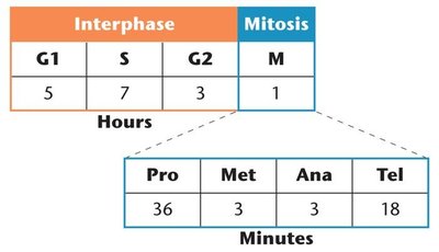 Time spent in each interval of the cell cycle