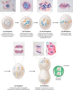 Drawings depicting mitosis stages in an animal cell