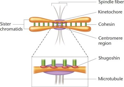 Alignment, pairing, and disjunction of sister chromatids during mitosis