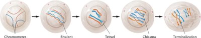 Events characterizing meiotic prophase
