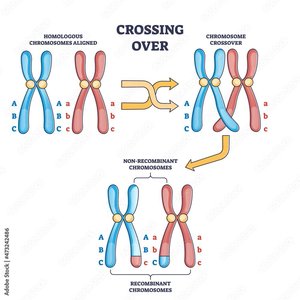 Diagram of crossing over between homologous chromosomes