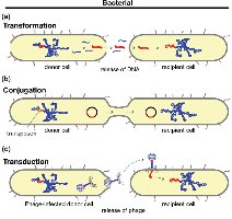 Diagram of transformation, conjugation, and transduction in bacteria
