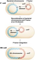 Integration of F factor into bacterial chromosome to form Hfr cell