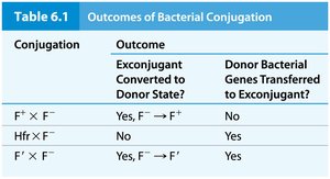 Table of outcomes of bacterial conjugation