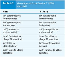 Genotypes of E. coli strains used in mapping