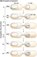 Progression of gene transfer during conjugation