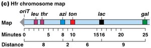 Hfr chromosome map showing gene order and distances