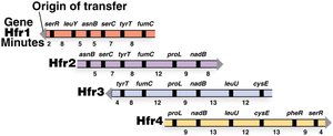 Overlapping linear maps from different Hfr strains