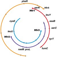 Construction of the circular map from linear maps