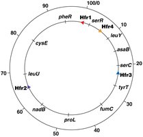 Complete circular chromosome map
