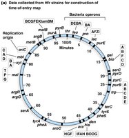 Consolidated Hfr map of E. coli