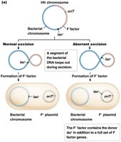 F factor excision from Hfr integration