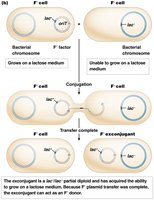 F factor excision from Hfr integration