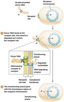 Steps in bacterial transformation
