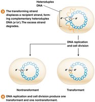 Formation of transformant and nontransformant cells