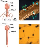 Structures of T4 and lambda bacteriophages