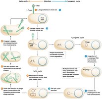 Lytic and lysogenic cycles of a temperate bacteriophage