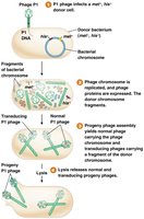 Steps of generalized transduction by P1 phage
