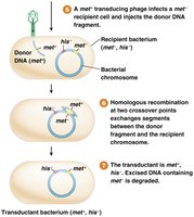 Steps of generalized transduction by P1 phage