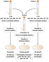 Lederberg and Tatum's experiment showing recombination between auxotrophic E. coli