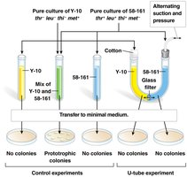 Davis's U-tube experiment demonstrating the requirement for cell-to-cell contact in conjugation