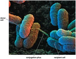 Electron micrograph showing conjugation pilus between donor and recipient cells