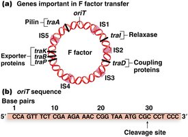 Structure of the F plasmid showing genes important for transfer