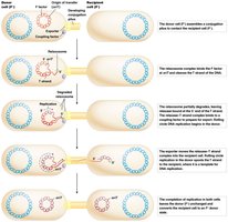 Mechanism of F+ and F- cell conjugation