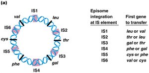 F factor integration sites and first gene to transfer