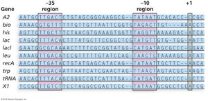 Promoter consensus sequence comparison