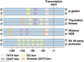 Eukaryotic promoter: TATA box