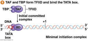 TFIID binding to TATA box