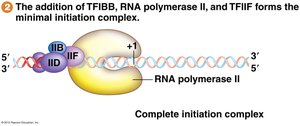 TFIIB and RNA pol II recruitment