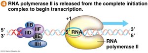Transcription elongation in eukaryotes