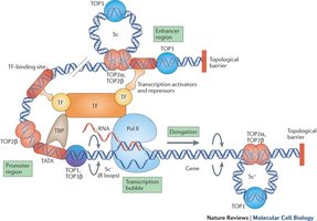 Topoisomerase function during transcription
