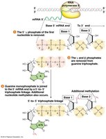 5' capping mechanism