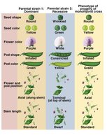Diagram showing F1 generation with dominant phenotype