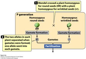 Diagram illustrating Mendel's law of segregation