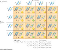 Dihybrid cross 9:3:3:1 ratio