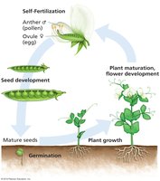 Life cycle of pea plant showing self-fertilization