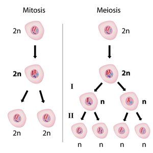 Diagram comparing mitosis and meiosis